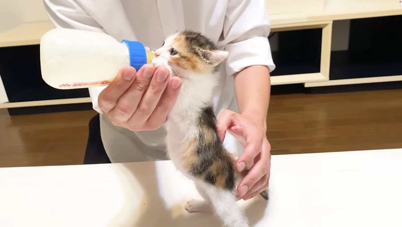 立ってミルクを飲むミケ子猫