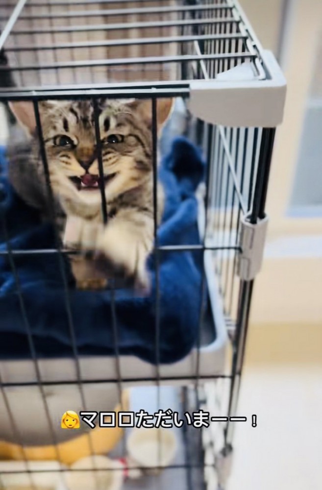 ケージの中で鳴く子猫