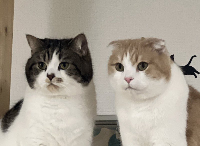 真剣な眼差しで一点を見つめる2匹の猫