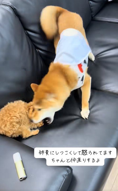 ソファの上で遊んでいるトイプーと柴犬