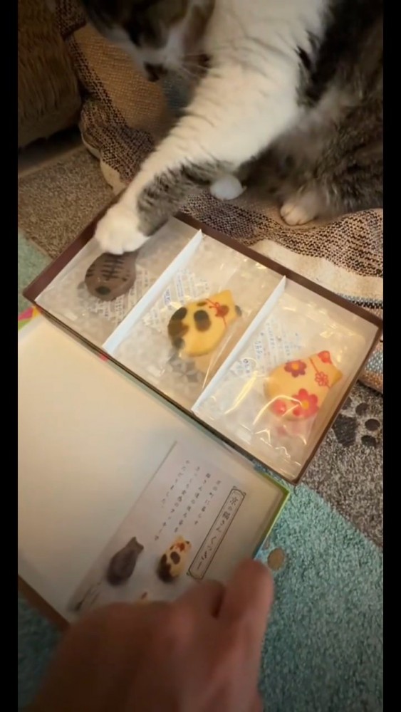 クッキーに前足を伸ばす猫