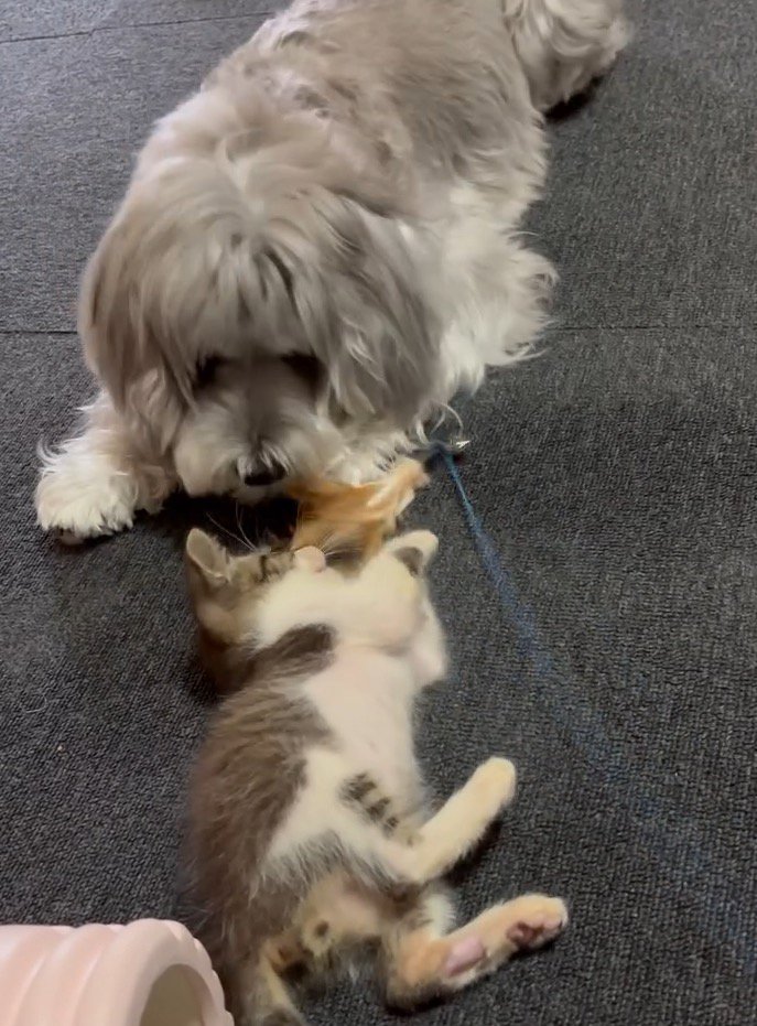猫じゃらしで遊ぶ子猫と、それを見守る犬