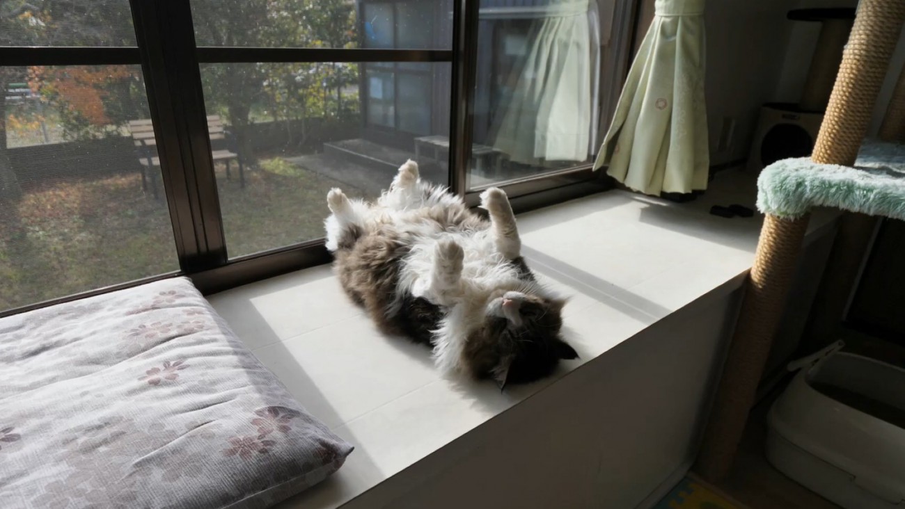 へそ天する猫を横から映した様子（風景入り）