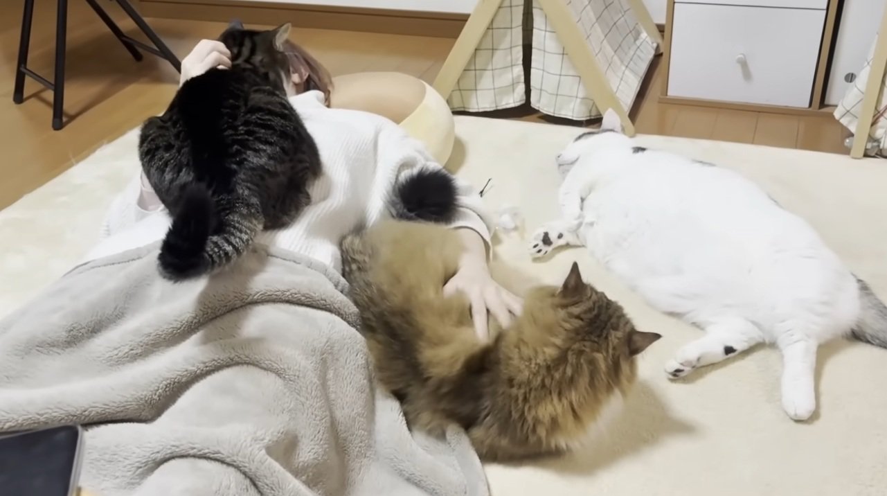 お母さんのそばに群がる猫達