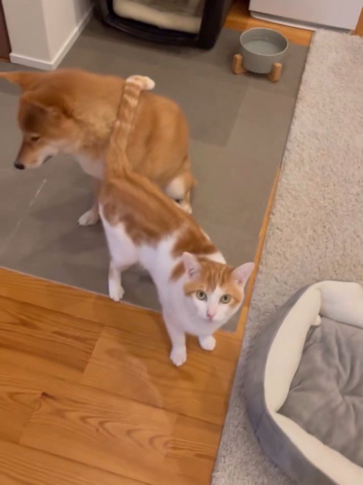 犬にくっつく猫