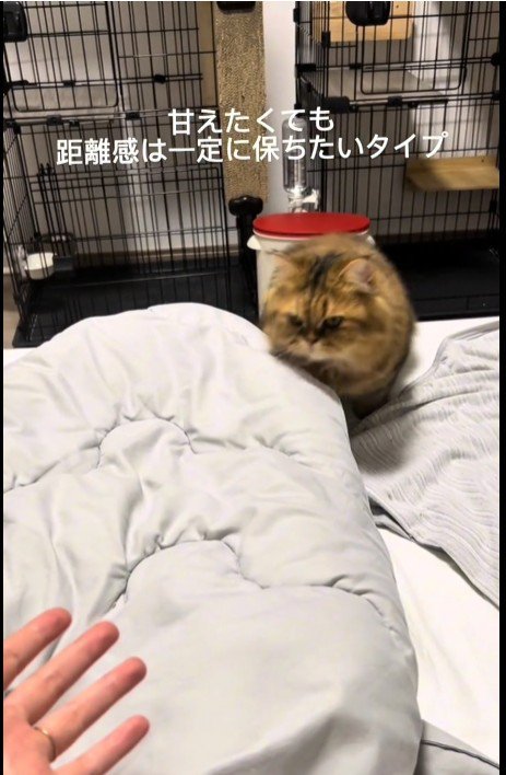 ベッドの上を歩いている猫