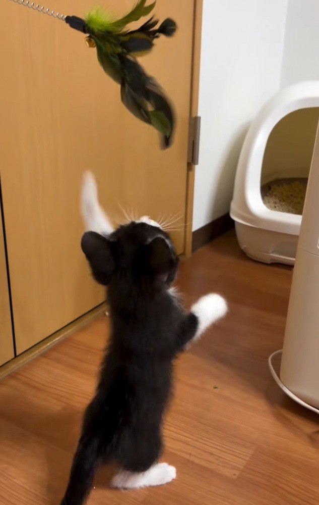 おもちゃで遊ぶ子猫