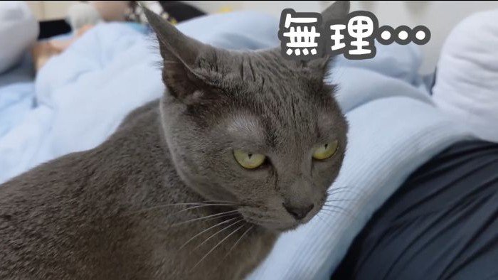控えめになるハムちゃん
