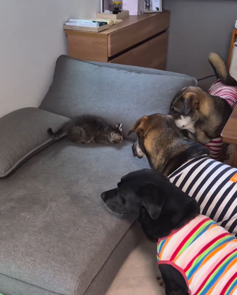 犬たちに見つめられてしゃがみ込む猫