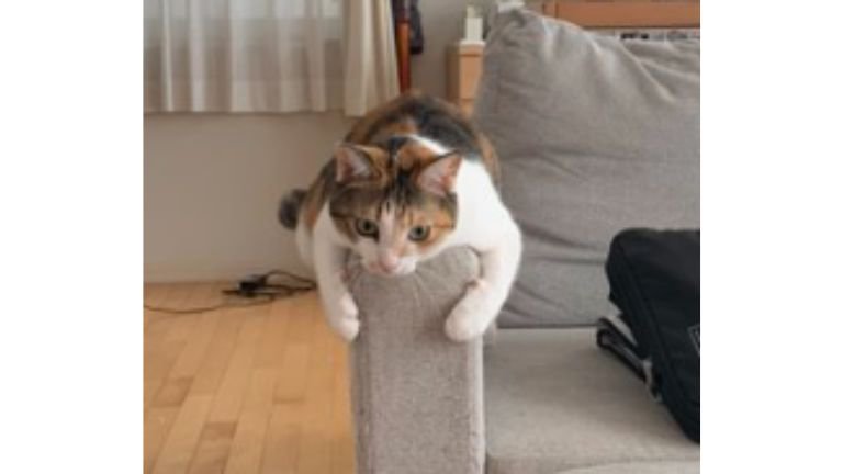 ソファーにいる猫