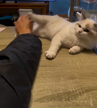 飼い主さんの手を蹴る子猫