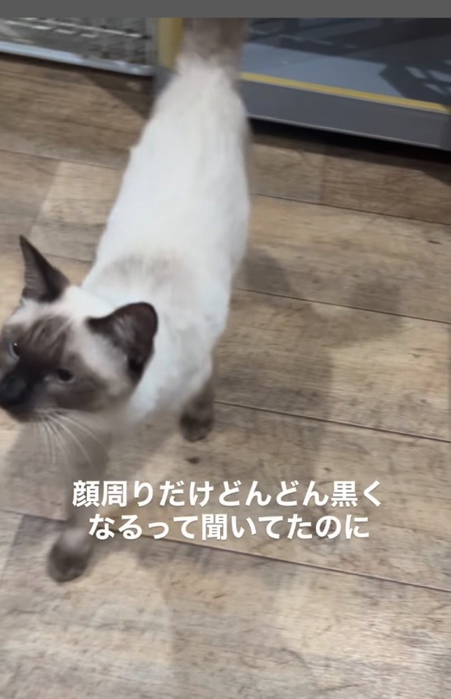 顔まわりが黒くなった猫