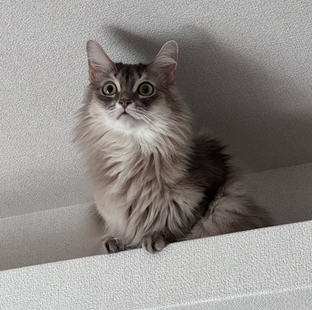 高いところにいる猫