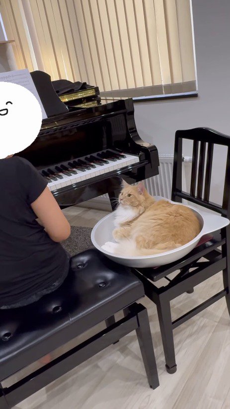 ピアノを演奏する家族の顔を見つめるクリーム色の猫