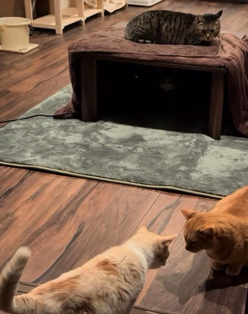 茶色い猫と顔を近づけあう猫