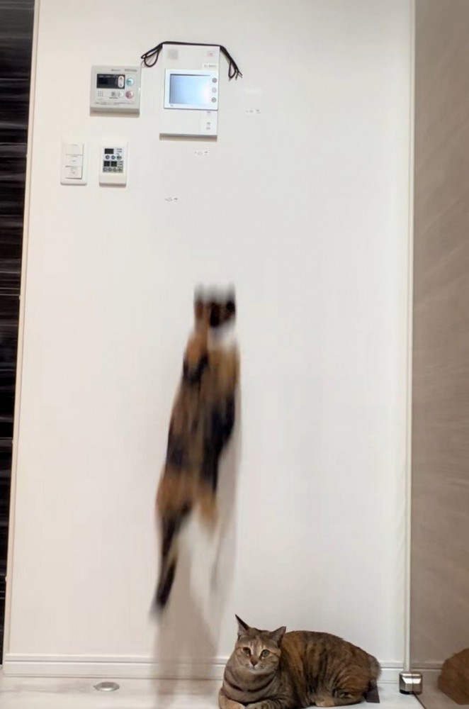 飛び上がる三毛猫1