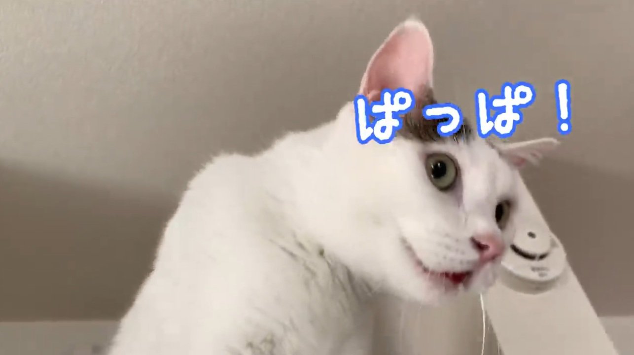冷蔵庫の上で鳴いている猫