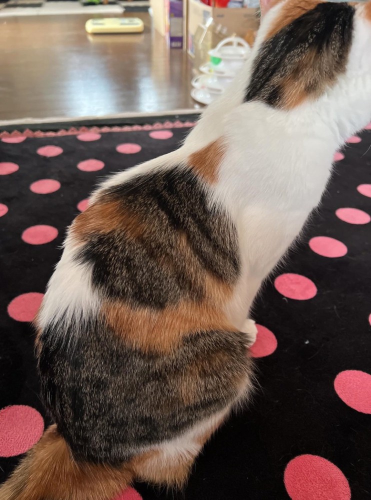 座ったミクちゃん