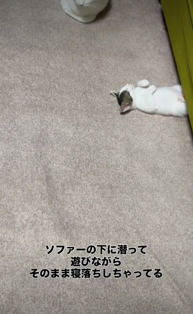 ソファの下に挟まった子猫