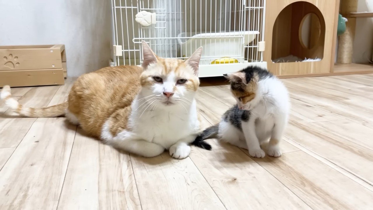 こちらを見るむぎくんと俯く三毛ちゃん