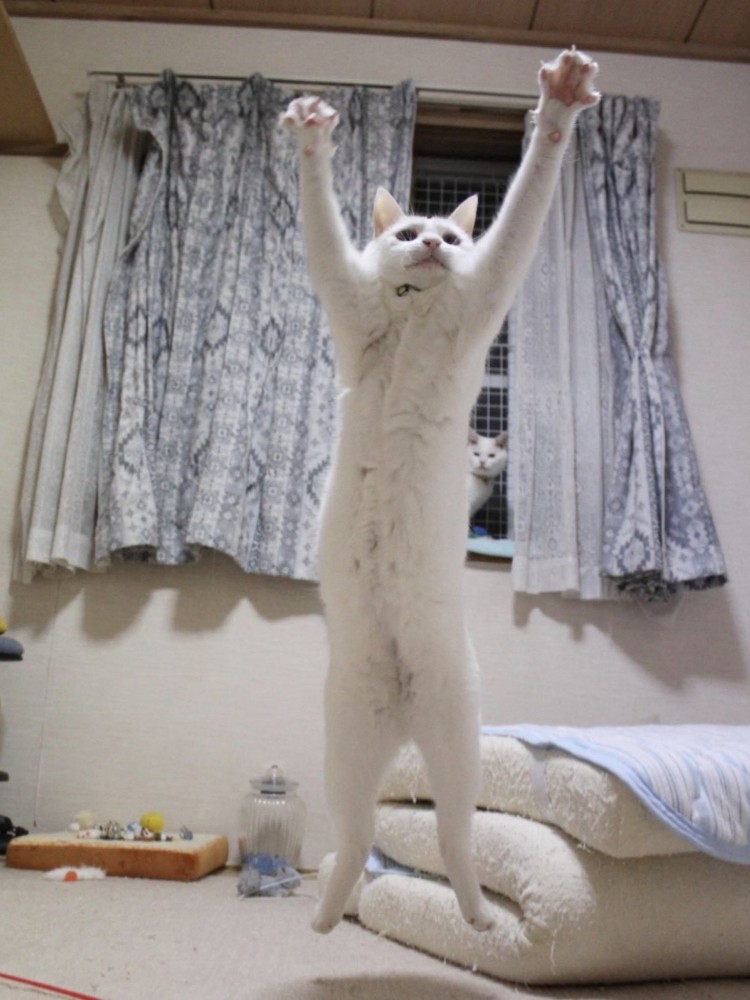 猫がジャンプした瞬間