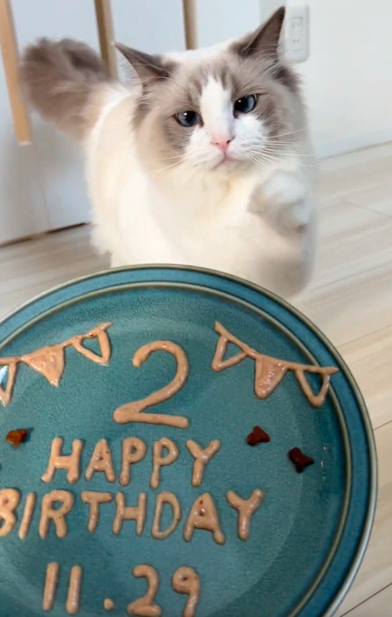 誕生日プレートと猫