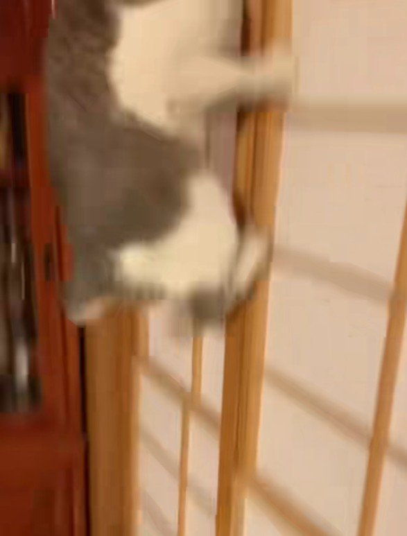 障子を駆け上がる猫