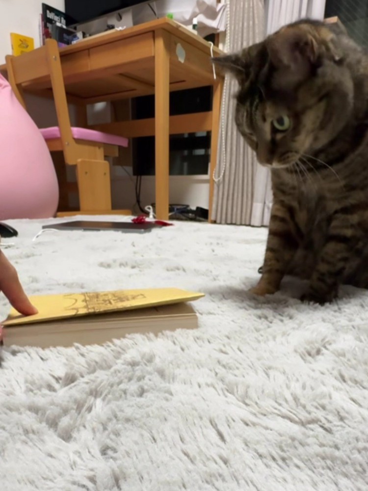 監視する猫