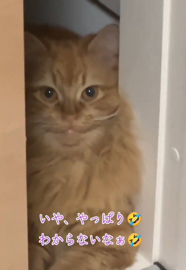 凝視する猫