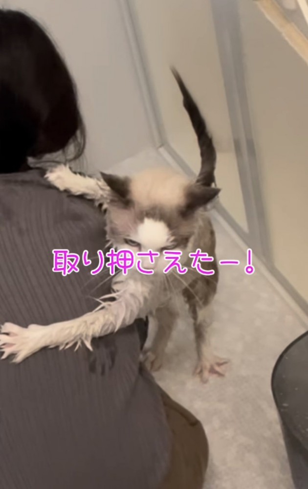 ママを捕まえる猫
