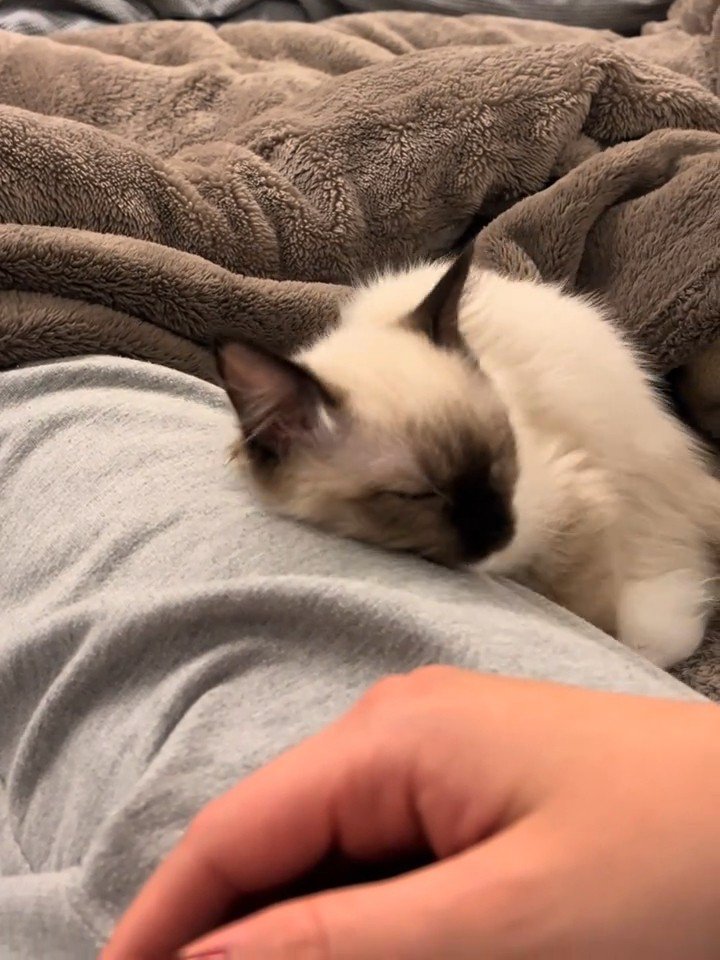 人に寄りかかり寝る子猫