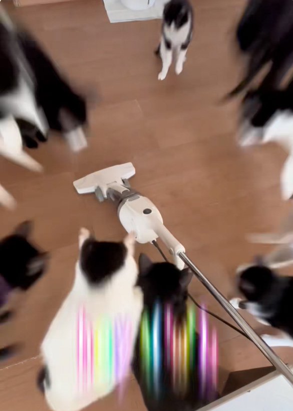 飛び上がる猫