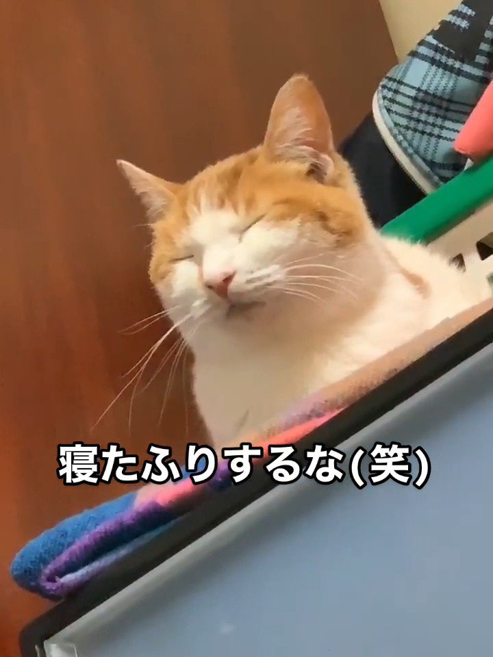 寝ている猫の顔