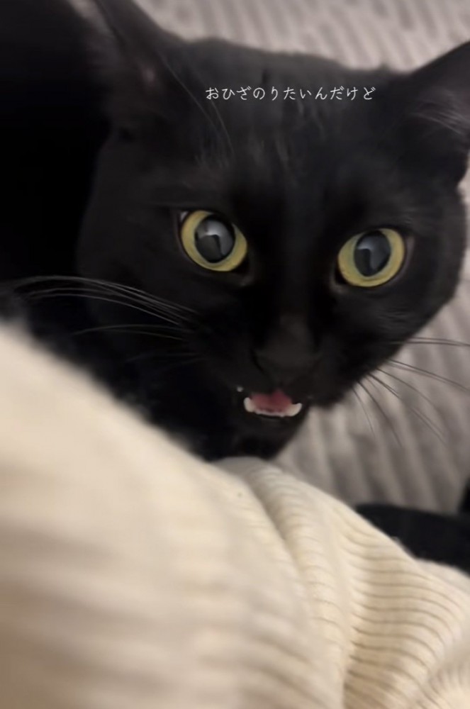 ママに向かって鳴く黒猫
