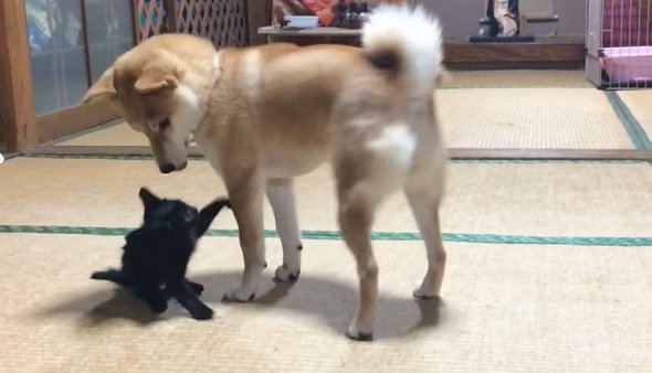 遊ぶ子猫と犬