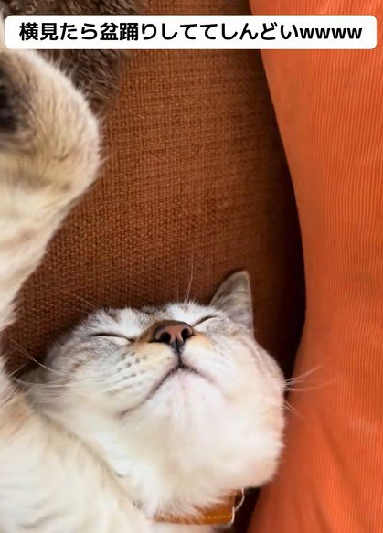 ぐっすり寝ている猫