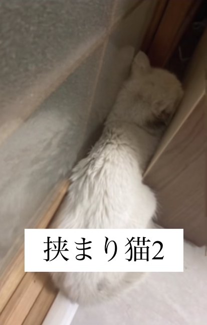 ベッドの隙間からお尻だけでている白猫