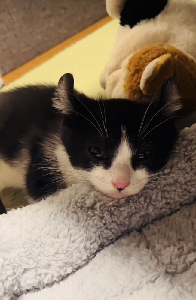 毛布に顎を置いてウトウトする子猫