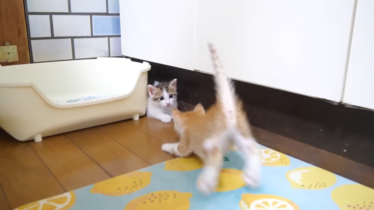 飛び込んでくるむっちゃん