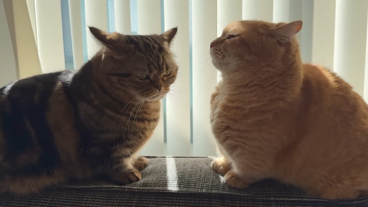 目を合わせないふたり