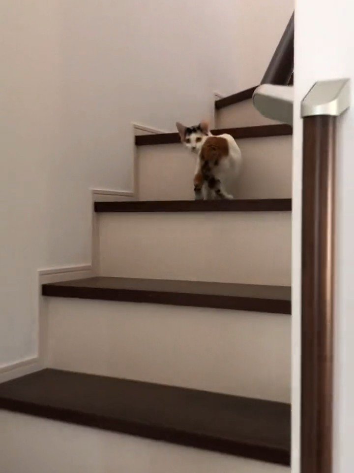 階段にいる子猫