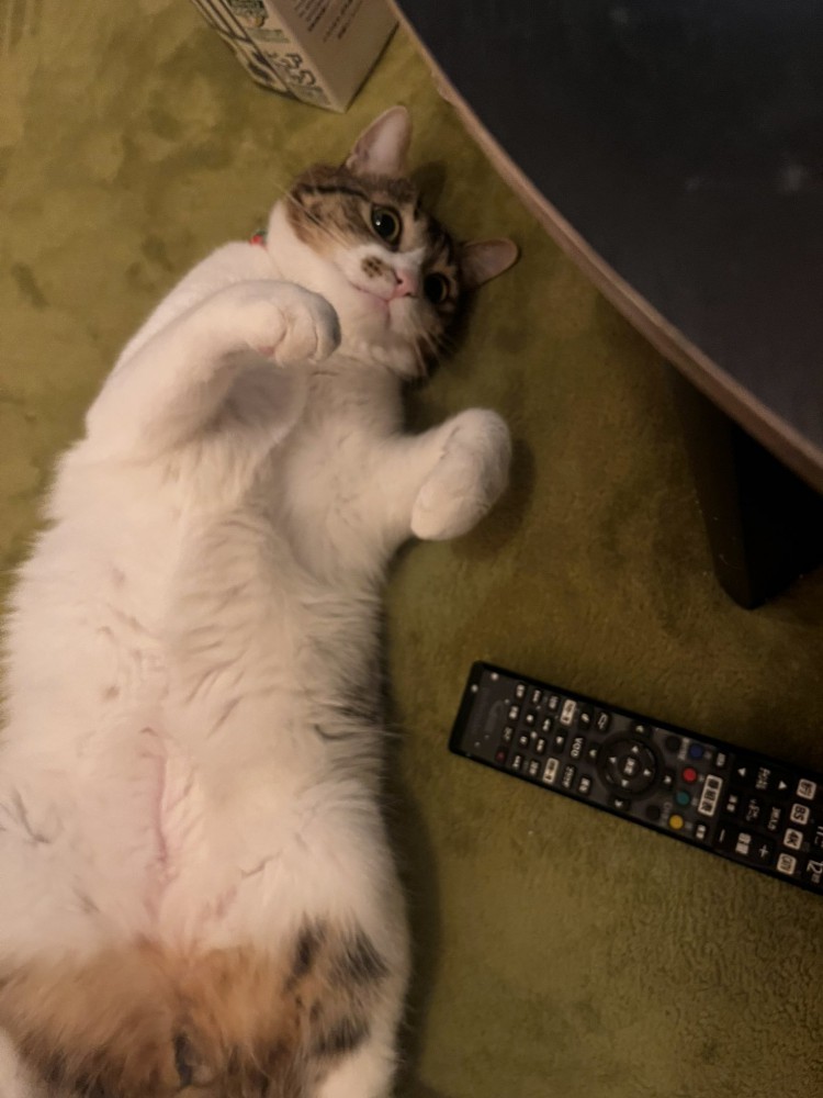 寝そべる猫