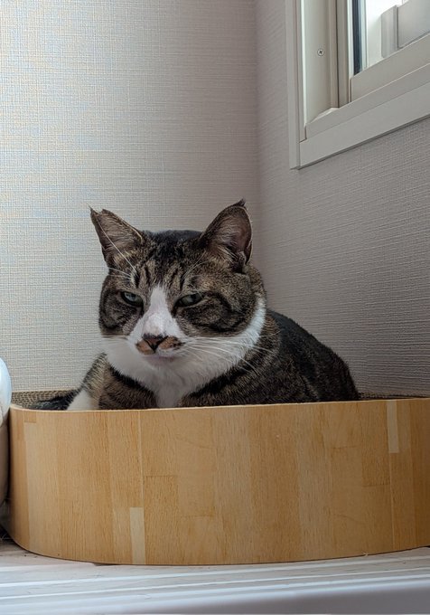 爪とぎベッドから視線を送るキジ白猫