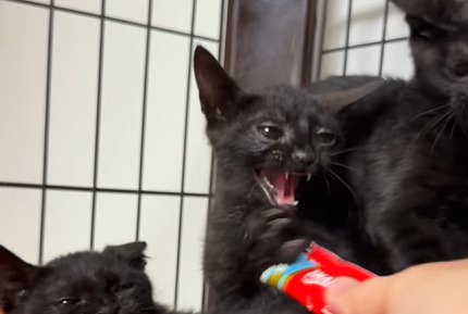 おやつに向かって威嚇しながら前足を伸ばす黒猫の子猫