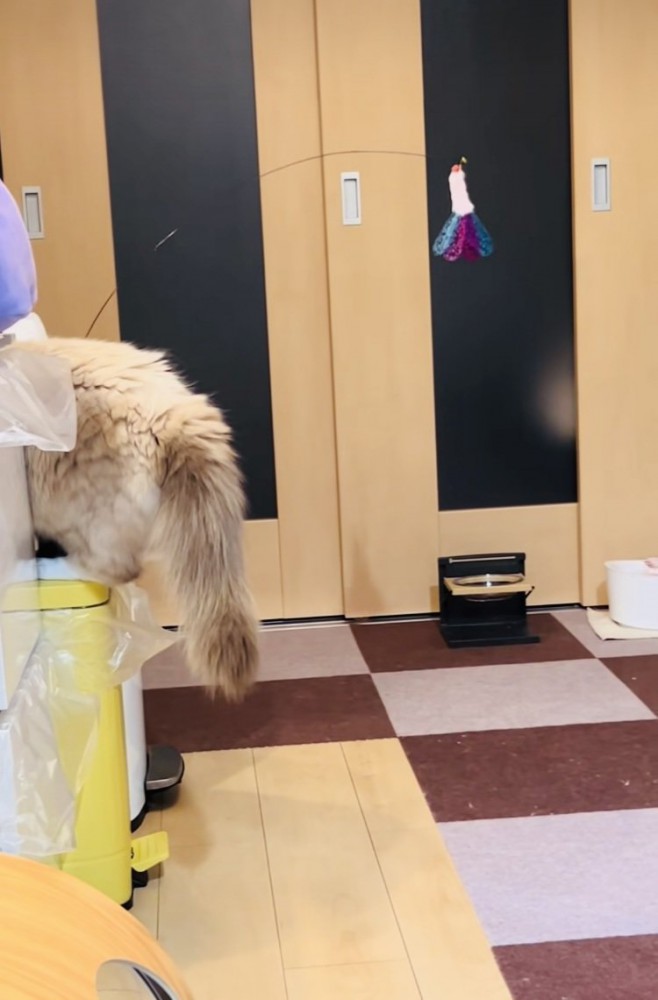 ゴミ箱から降りられないラグドール