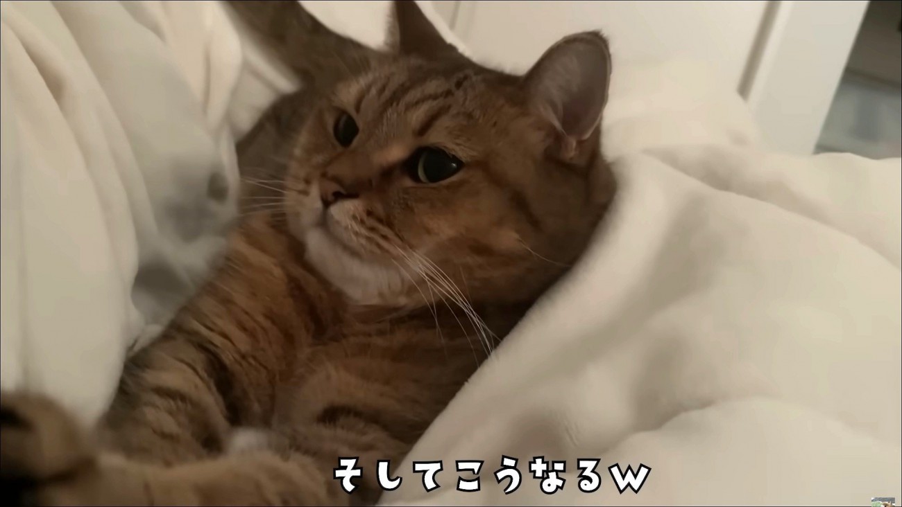 布団に寝転んでしまった猫