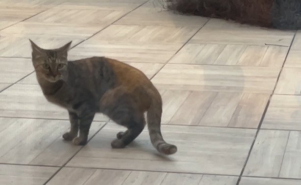 中庭で振り返る子猫