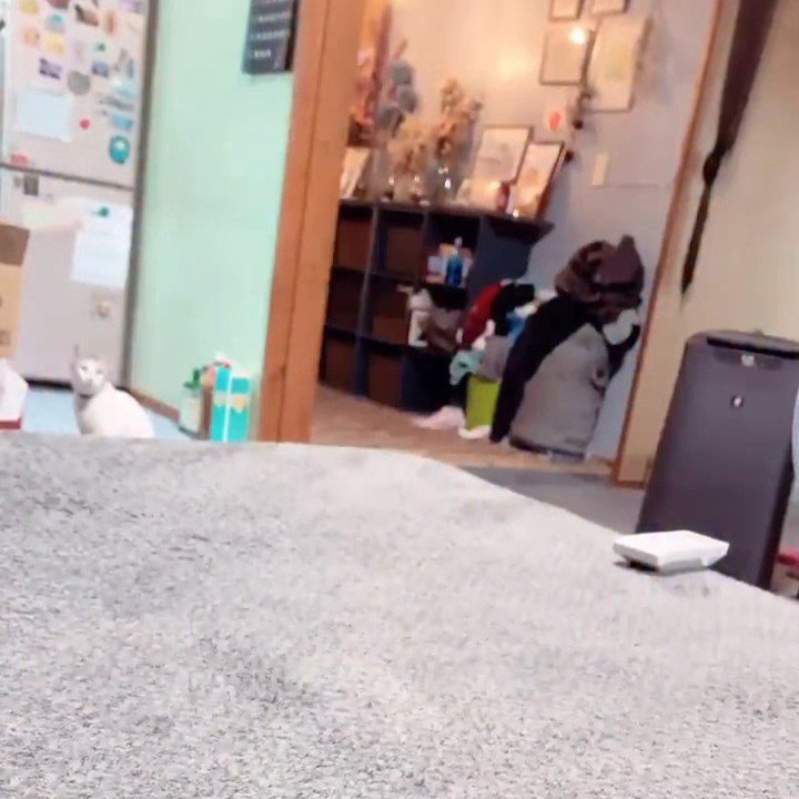 お座りしている猫