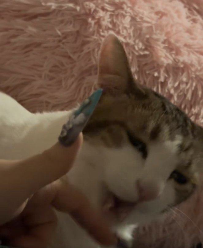 飼い主の指の前で口を開けている猫