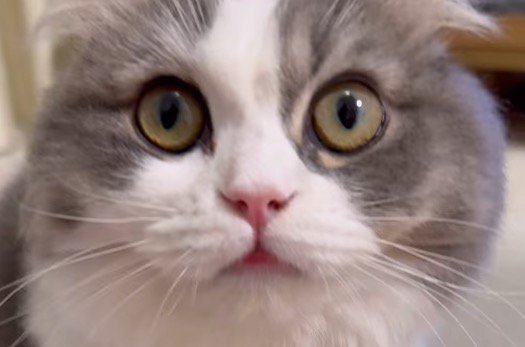 飼い主をジッと見つめる猫